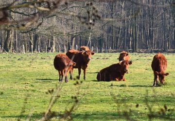 Herenboeren_koeien.5TVQc.DJbTJ
